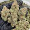 cherry rainbow indoors strain