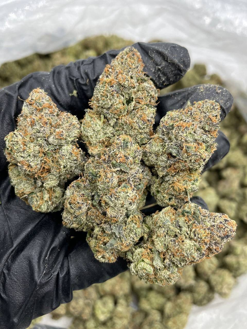 cherry rainbow indoors strain