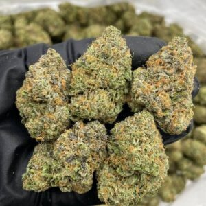 blue mega z indoor