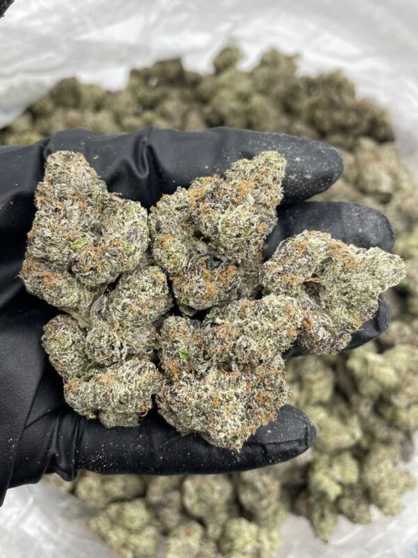 candy lemonheadz indoor