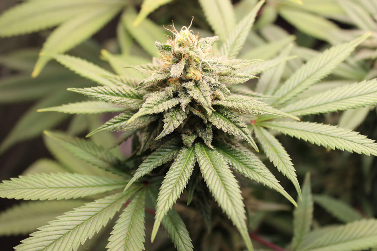 weed in farm