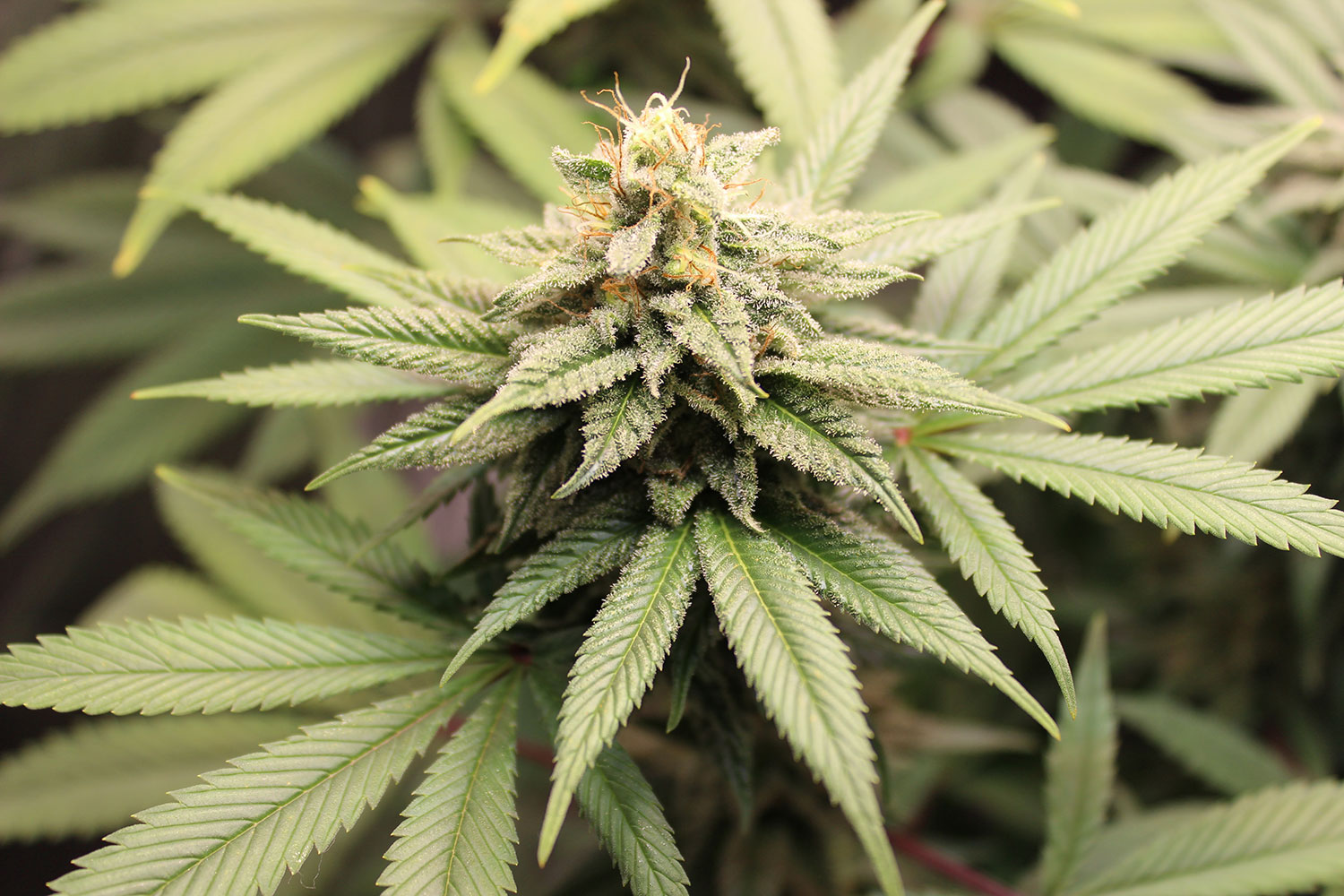 weed in farm